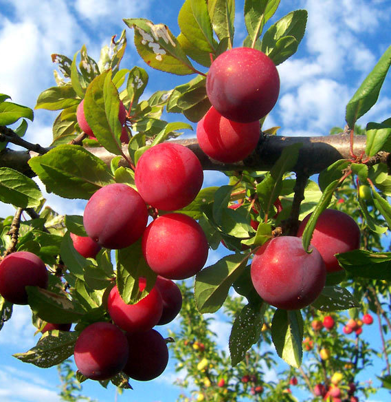 Growing and Harvesting Fruit Trees in the Desert